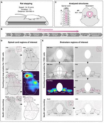 Activation of the spinal and brainstem locomotor networks during free treadmill stepping in rats lacking dopamine transporter